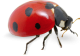 ladybird-web-ltx